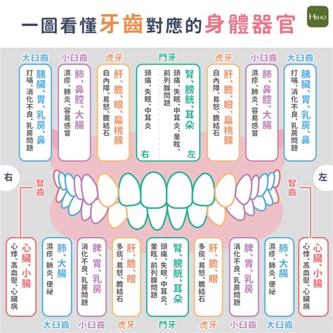 門牙痛|牙痛可能是內臟警訊？一圖看懂牙齒對應的身體器官